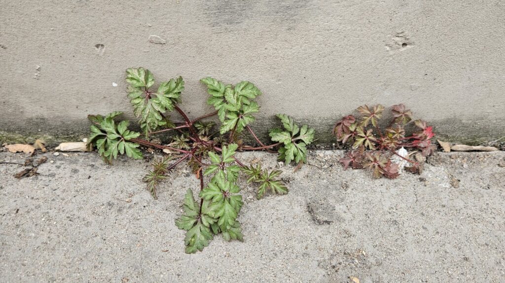 Dans les rues de Lyon : Herbe à robert Géranium robertianum Genariacées