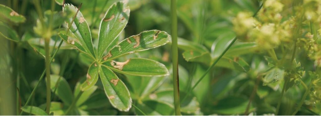 Apprendre la botanique autrement : une approche sensible pour se reconnecter à la nature
