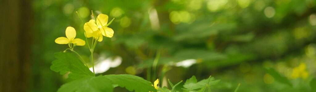 Apprendre la botanique Grande Chélidoine Chelidonium majus