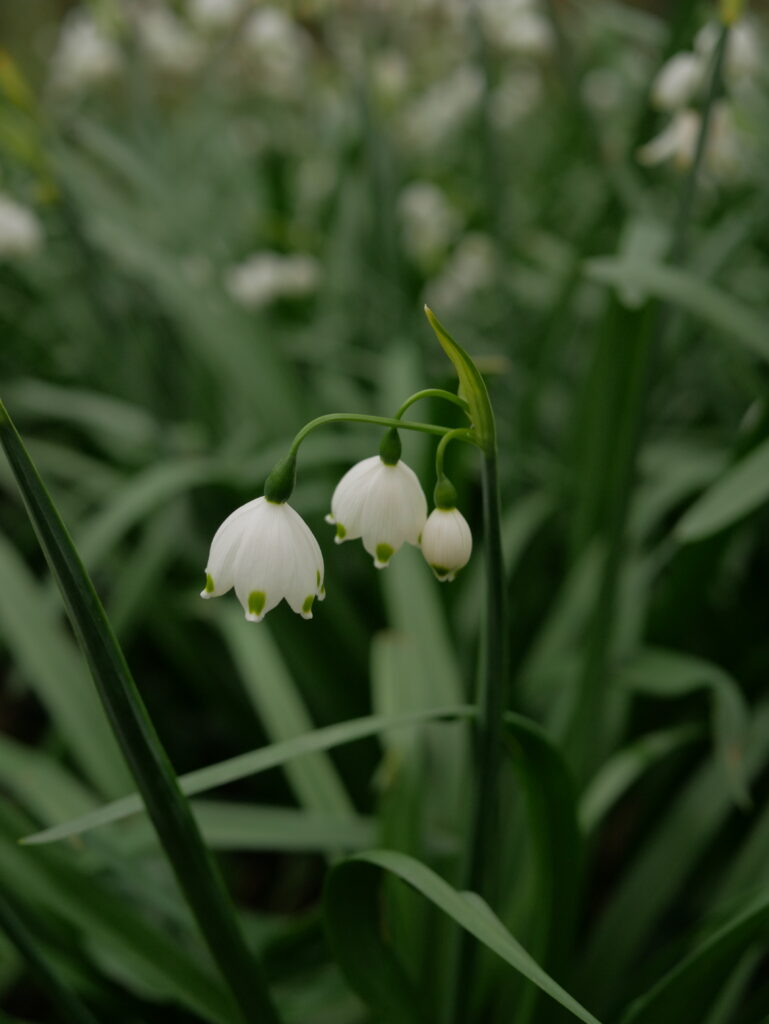Nivéole de printemps