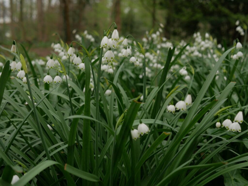 Nivéoles de printemps