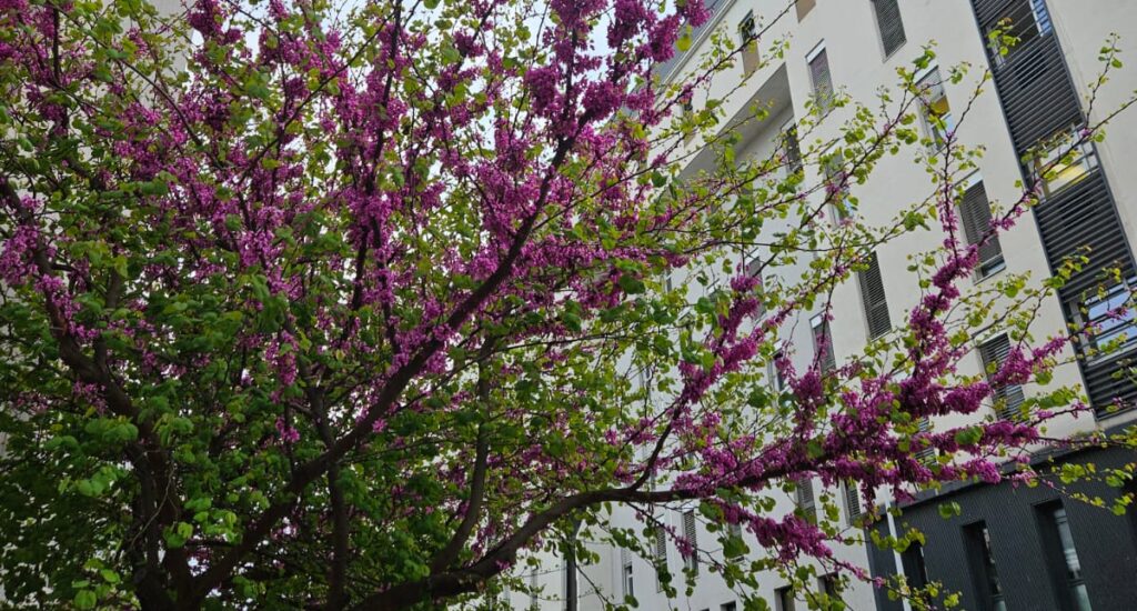 Apprendre la botanique
Arbre de Judée
Cercis siliquastrum