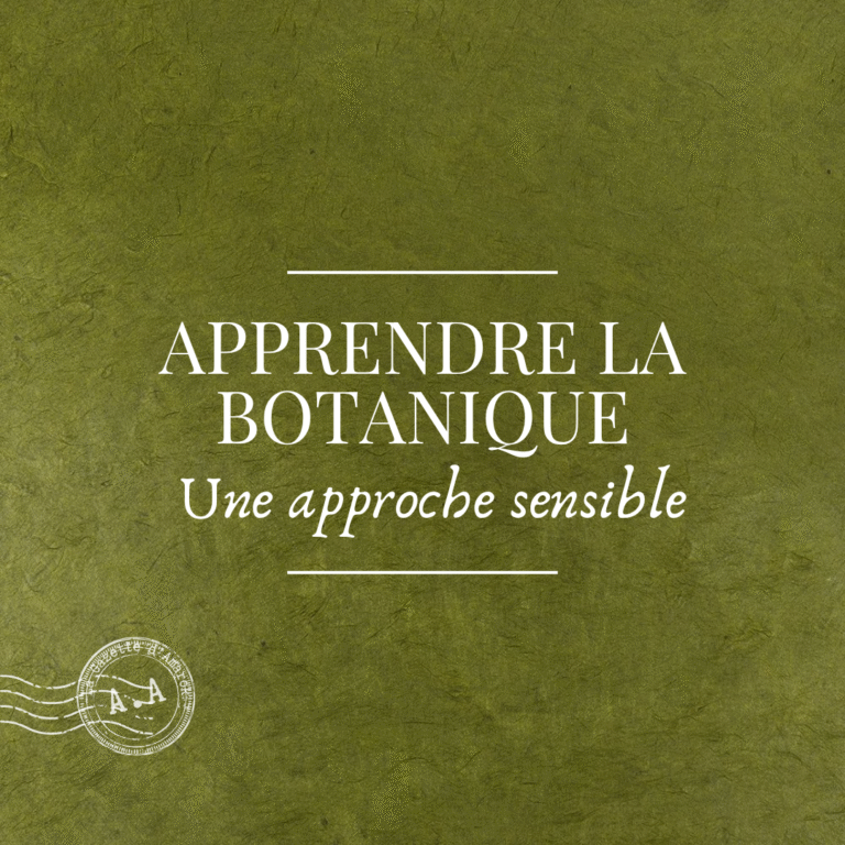 3 raisons de se reconnecter avec les plantes