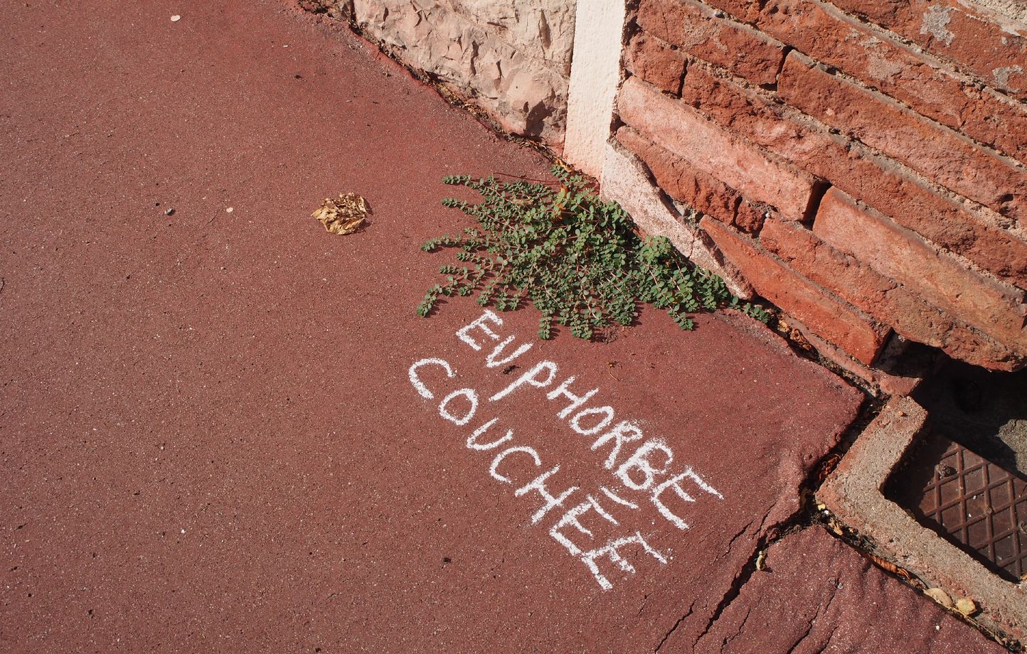 Boris Presseq a réalisé son opération d'inscription des noms de plantes dans plusieurs quartiers de Toulouse.  