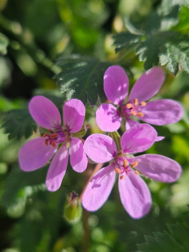 Carnet botanique n°2 : Géranium herbe à robert
