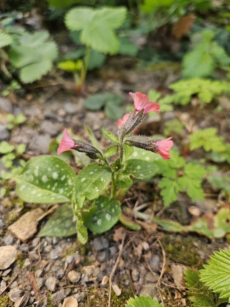 Pulmonaire officinale Carnet botanique n°2