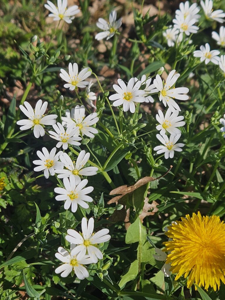 Stellaire holostée Carnet botanique n°2
