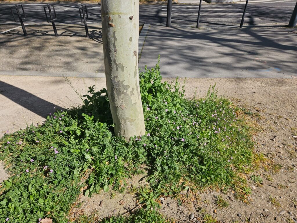 Carnet botanique n°2 : Géranium herbe à robert