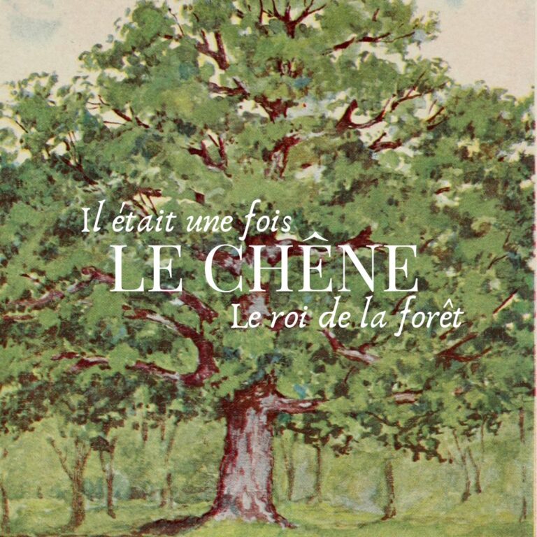 Il était une fois : le Chêne, l&rsquo;arbre royal de la forêt